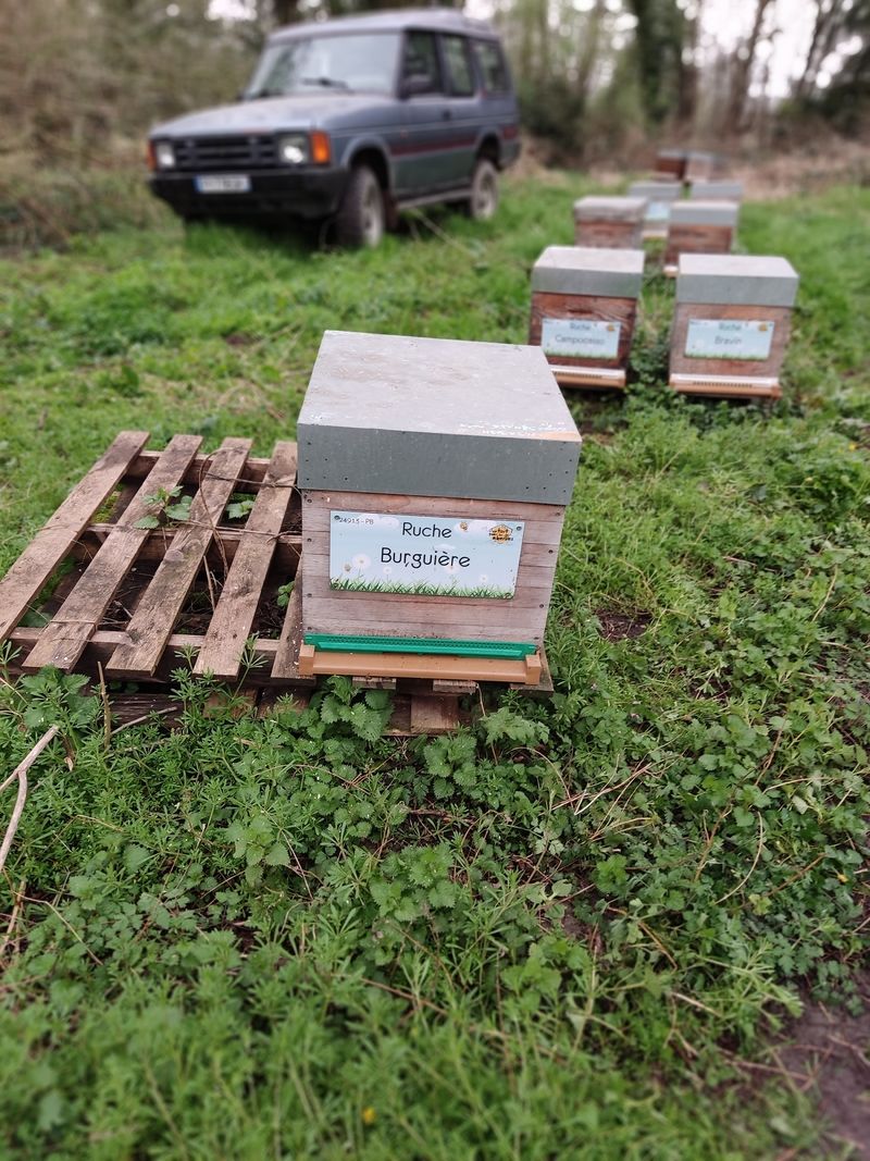 La ruche Burguière