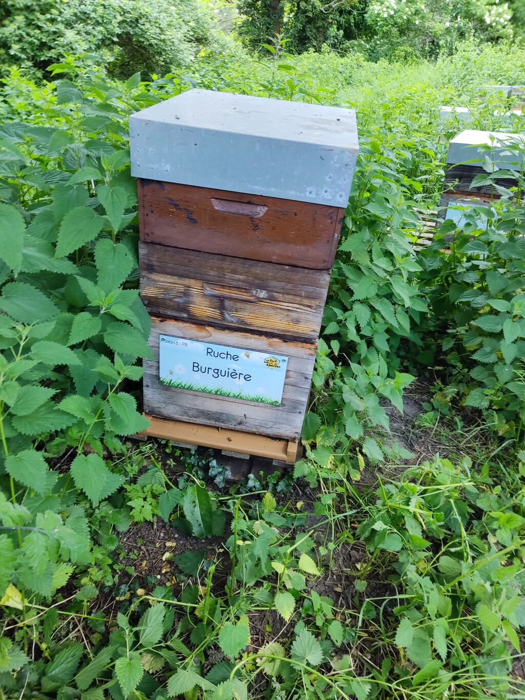 La ruche Burguière