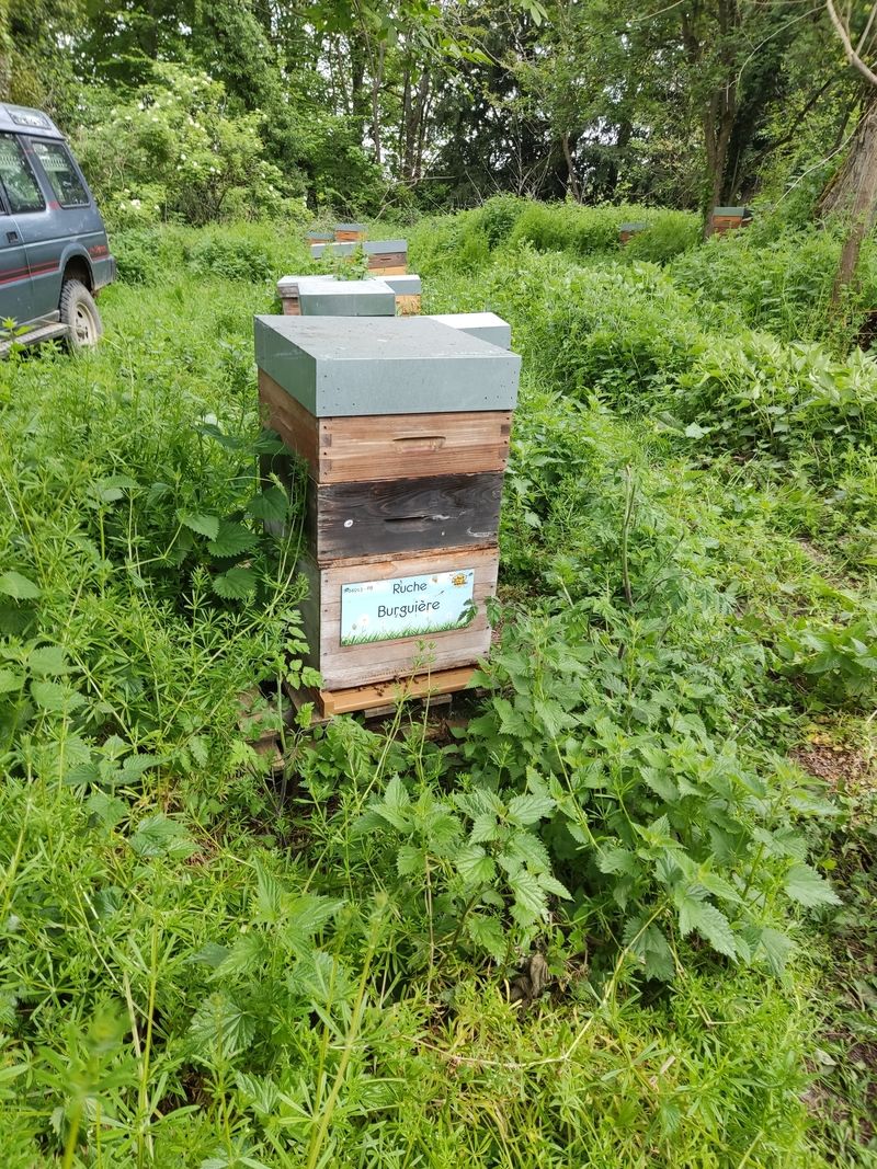 La ruche Burguière