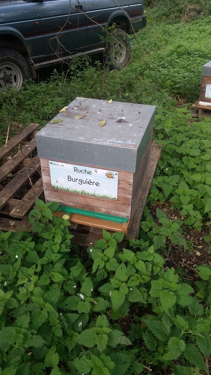 La ruche Burguière