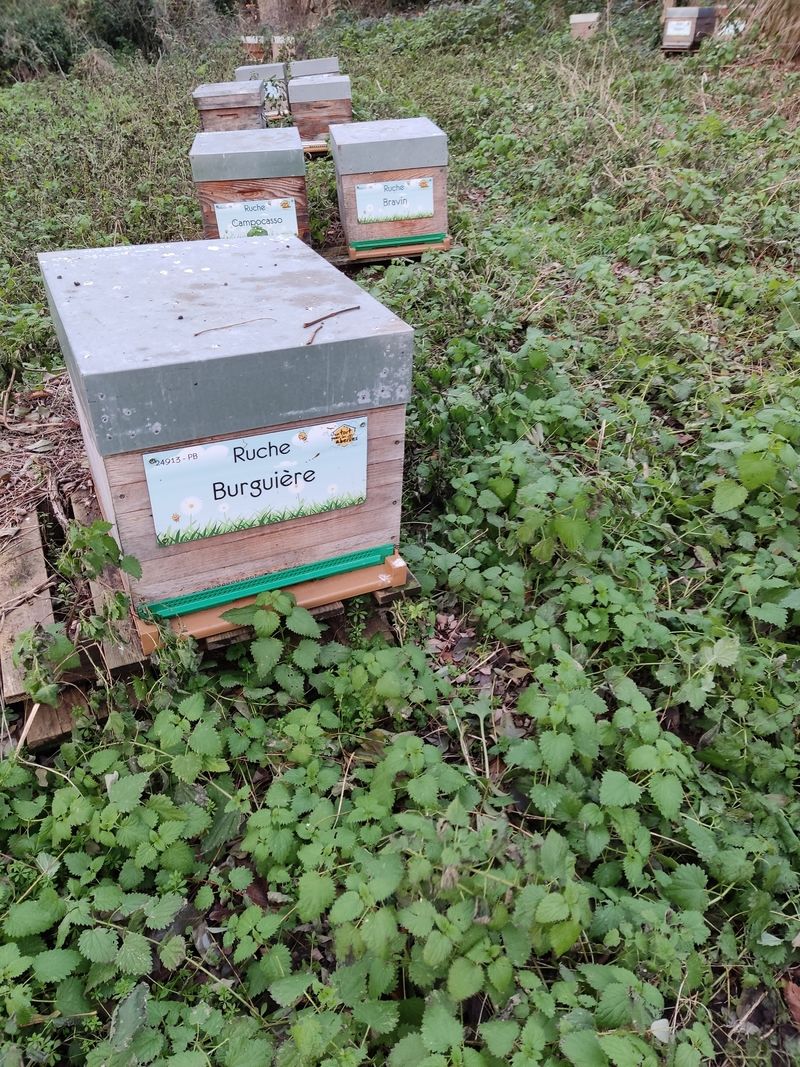 La ruche Burguière