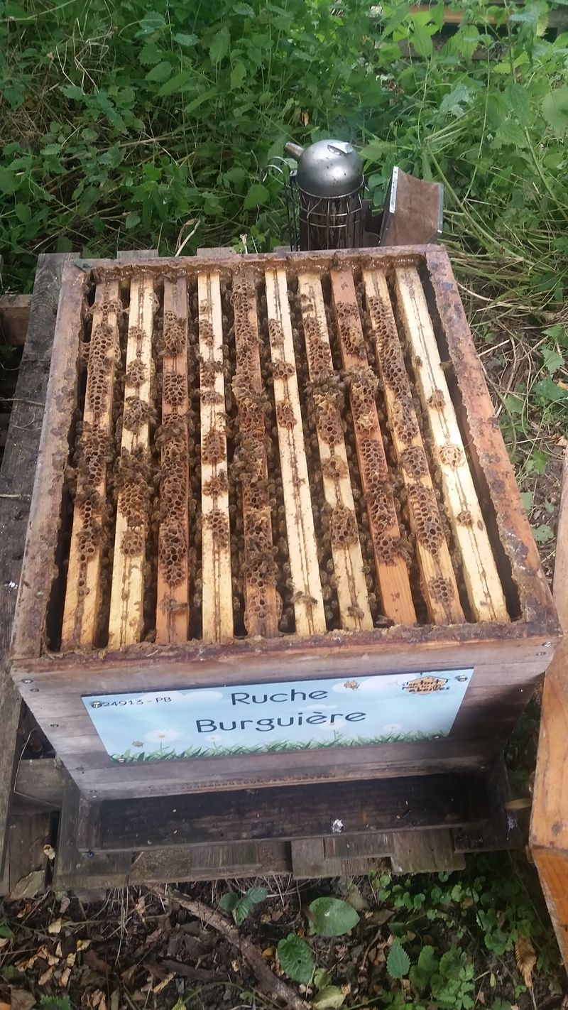 La ruche Burguière