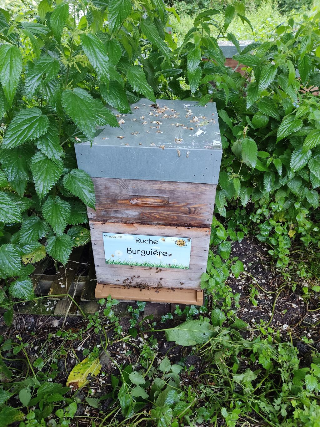 La ruche Burguière