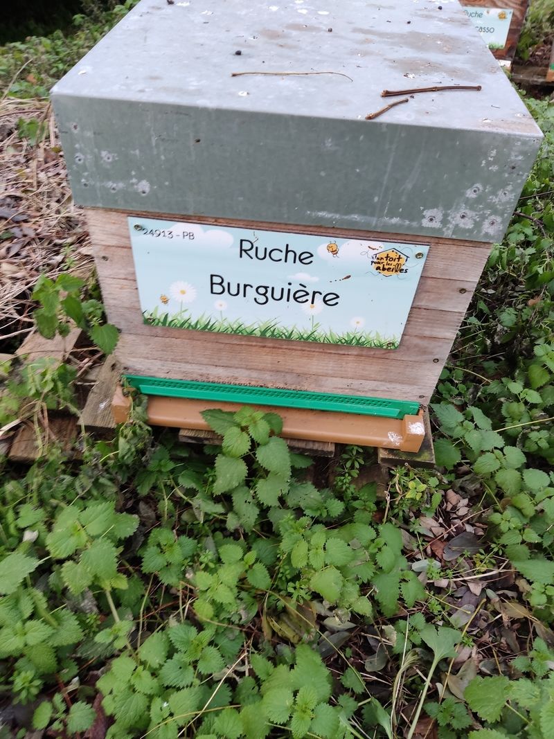 La ruche Burguière