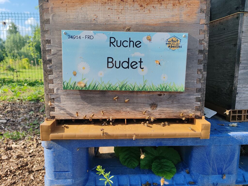 La ruche Budet