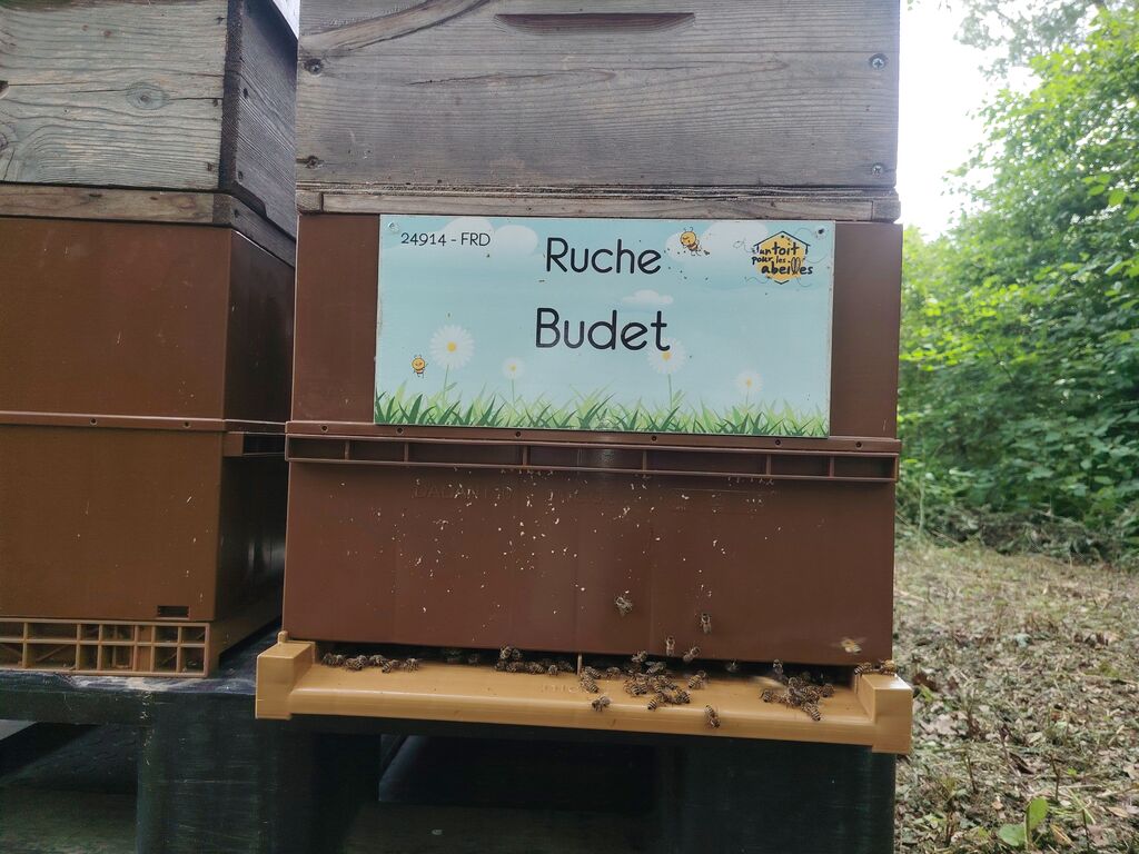 La ruche Budet