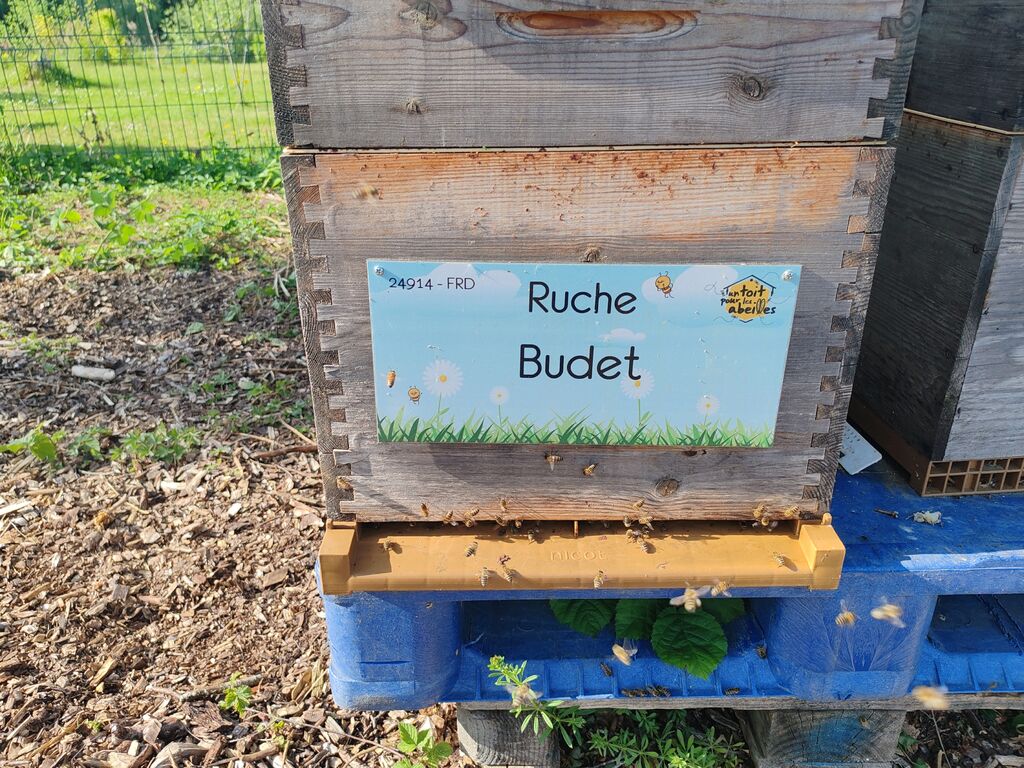 La ruche Budet