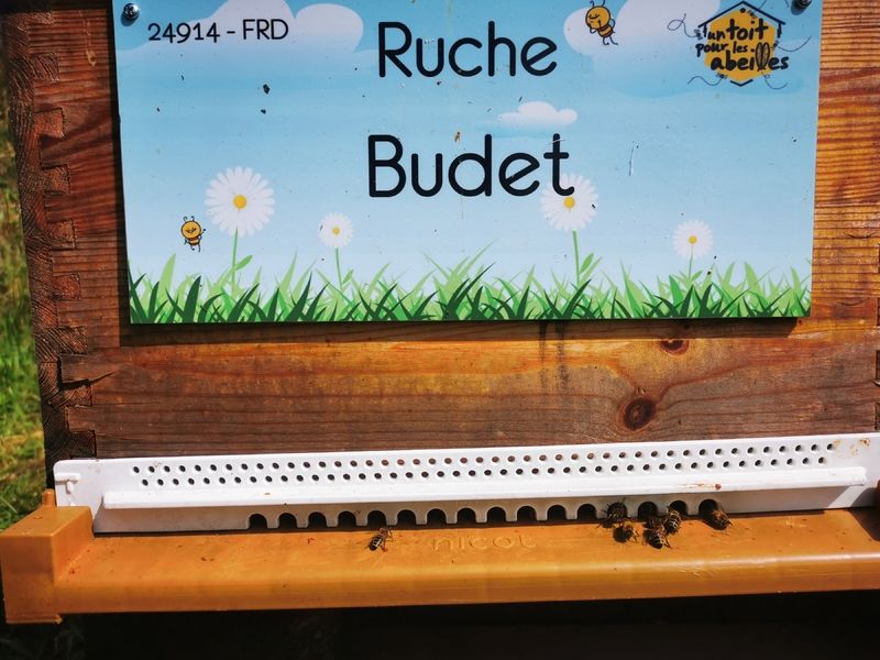 La ruche Budet