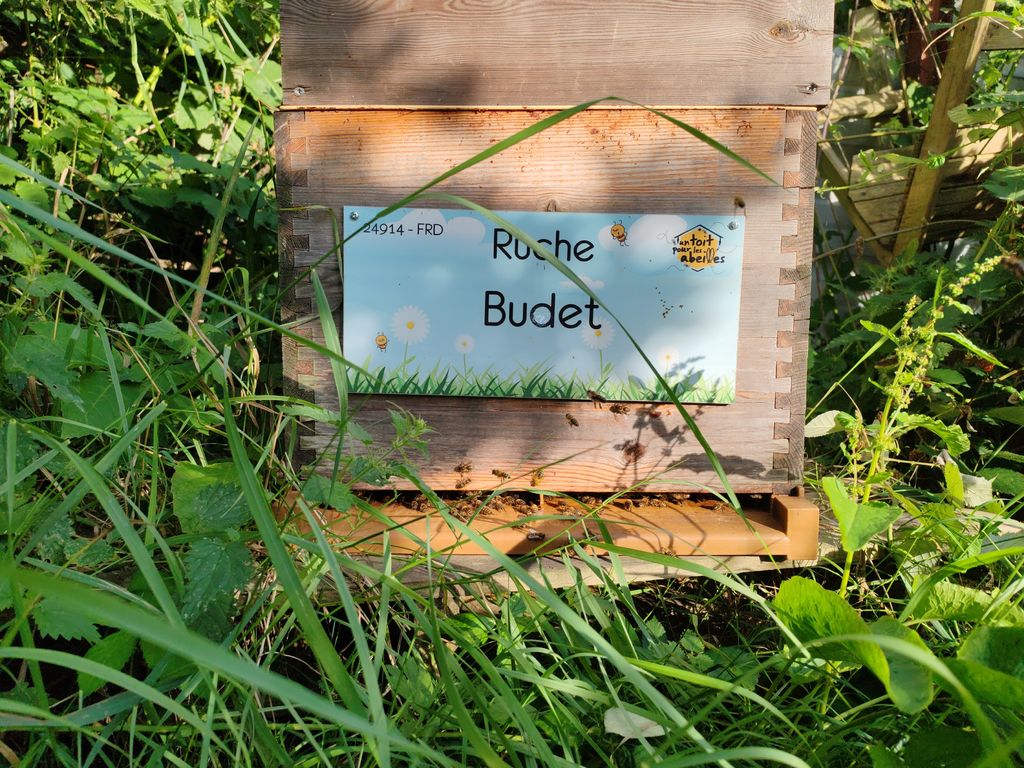 La ruche Budet