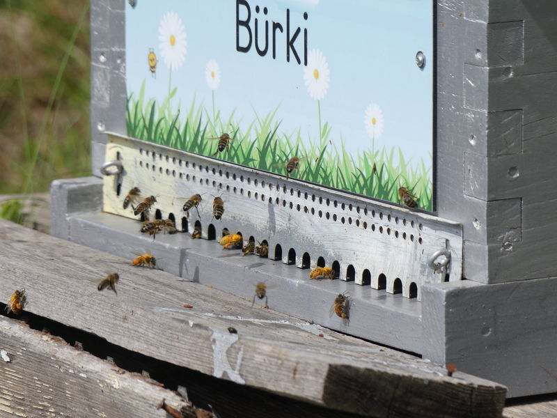 La ruche Bürki