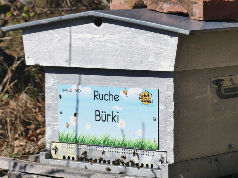 La ruche Bürki