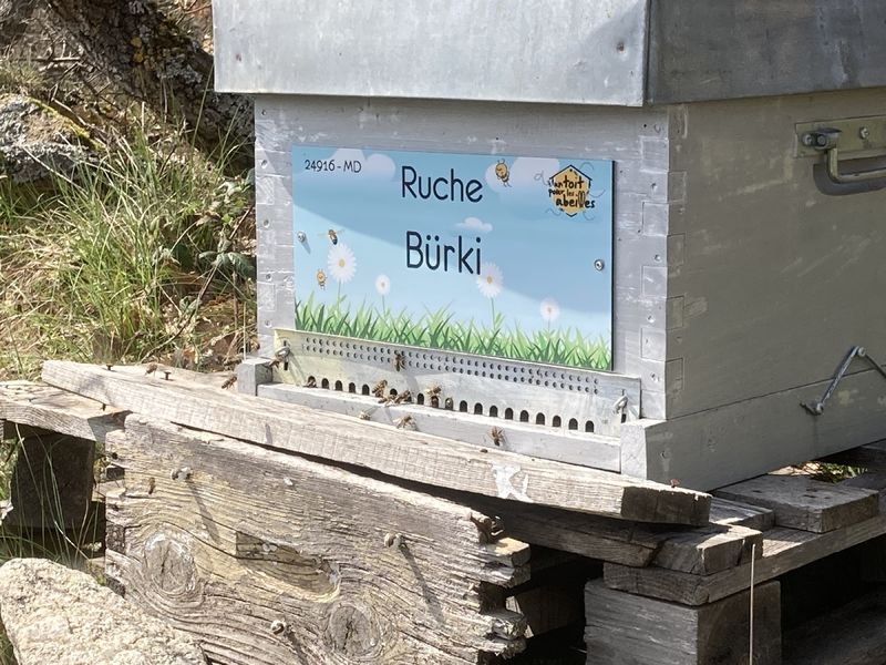 La ruche Bürki