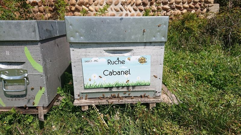 La ruche Cabanel