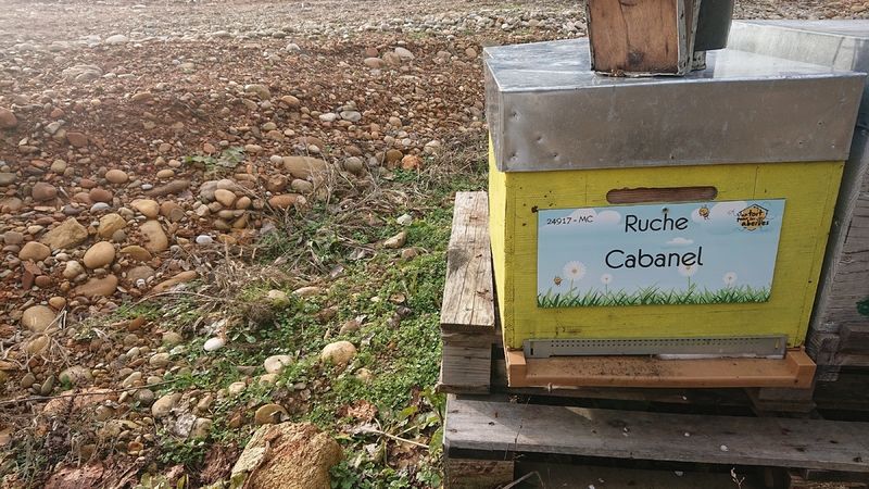 La ruche