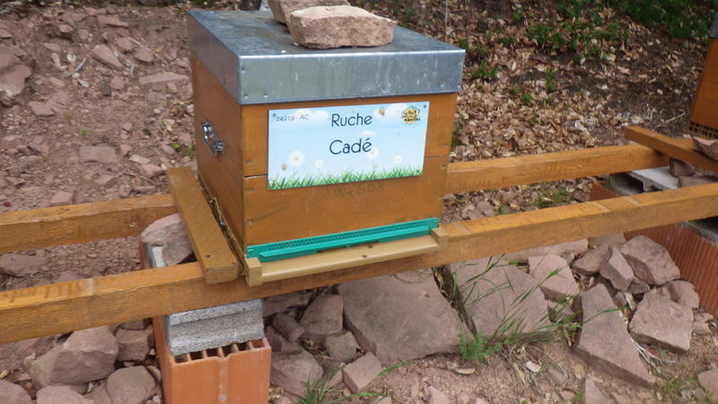La ruche Cadé