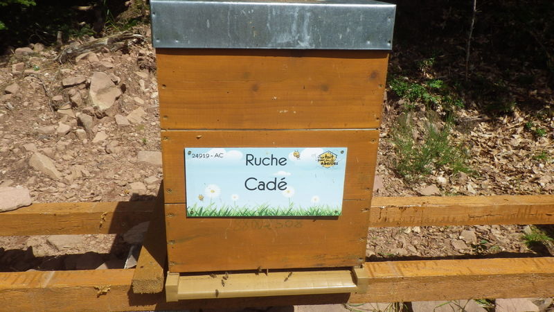 La ruche Cadé