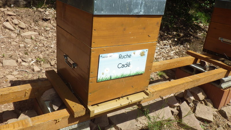La ruche Cadé