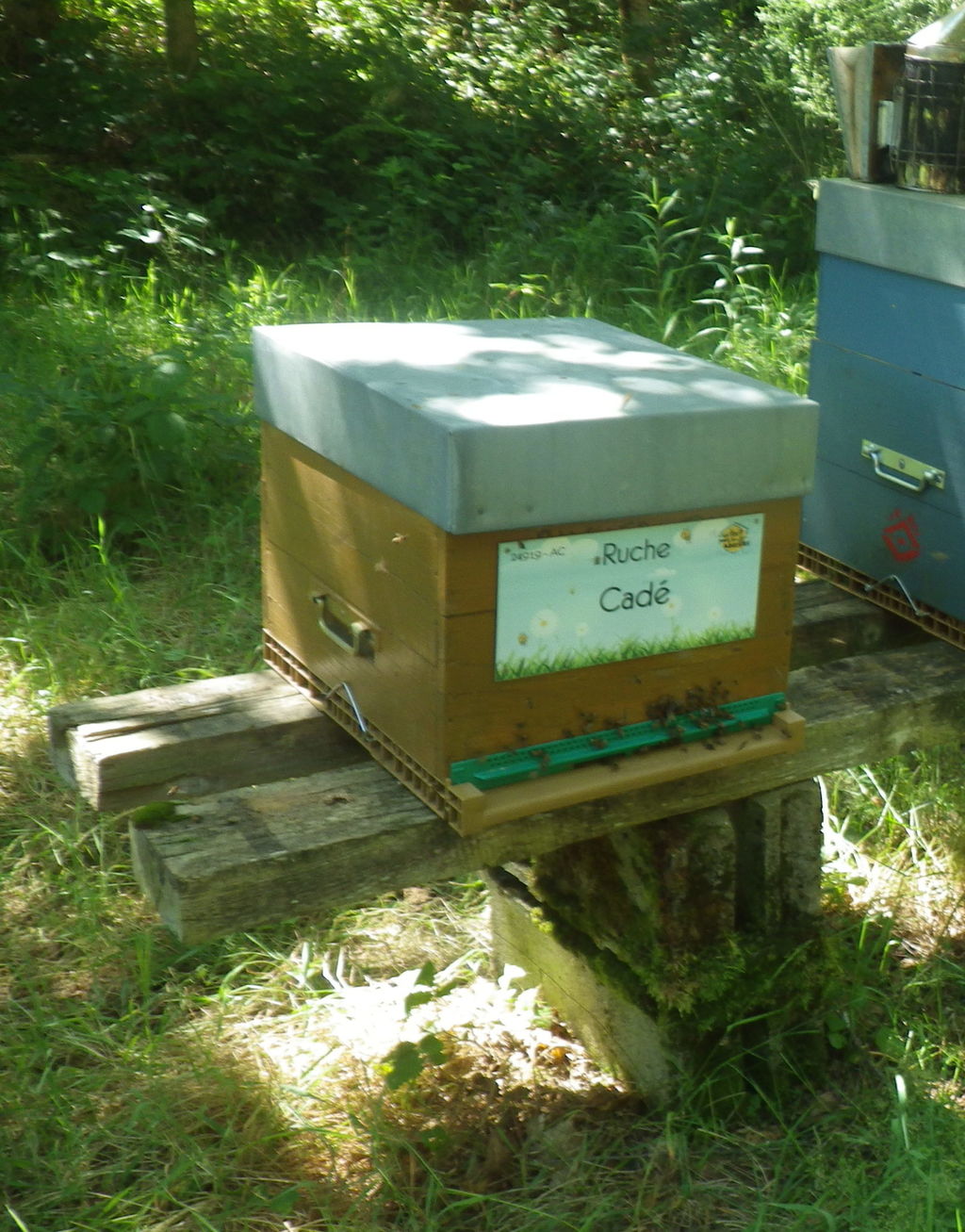 La ruche Cadé