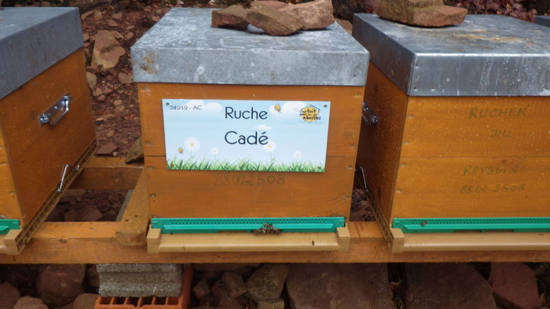 La ruche Cadé