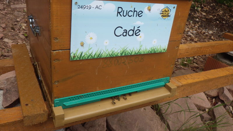 La ruche Cadé