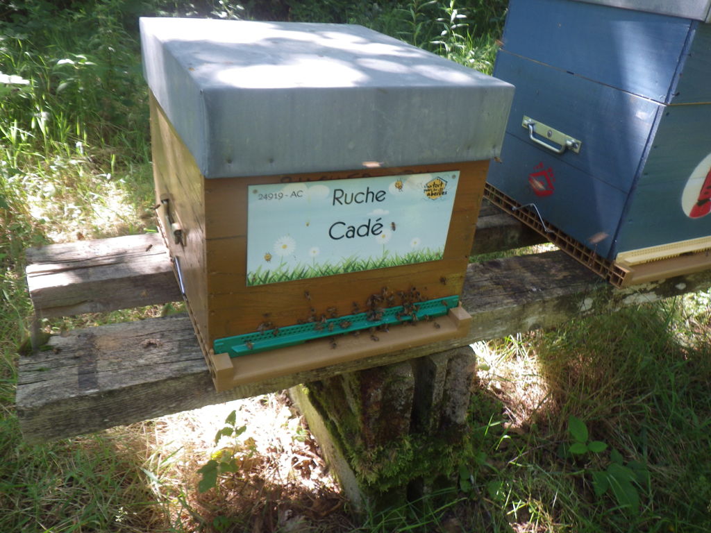 La ruche Cadé