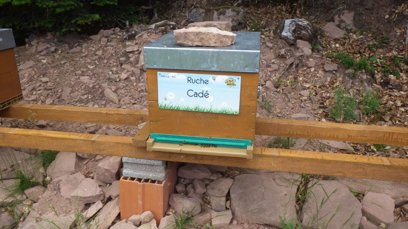 La ruche Cadé