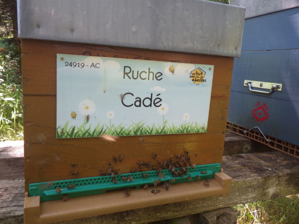 La ruche Cadé