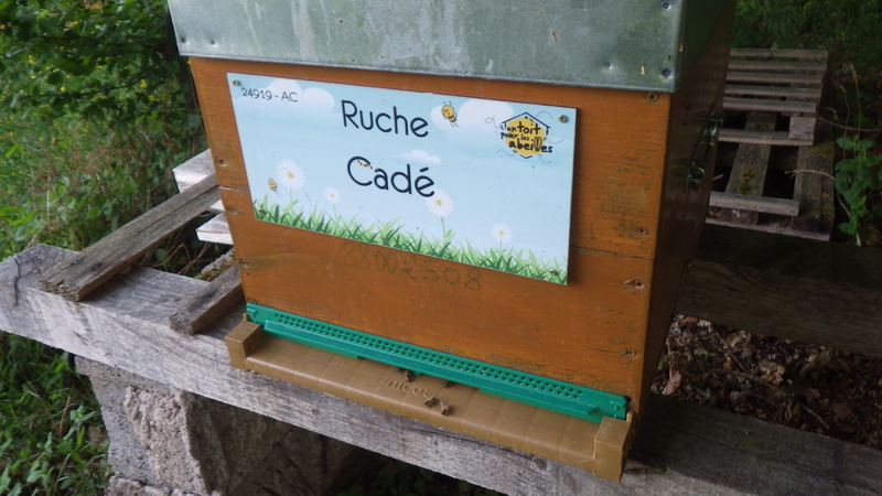 La ruche Cadé