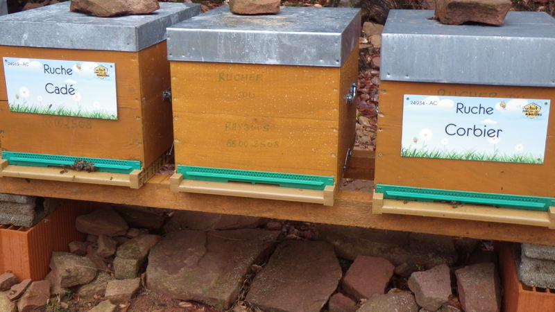 La ruche Cadé