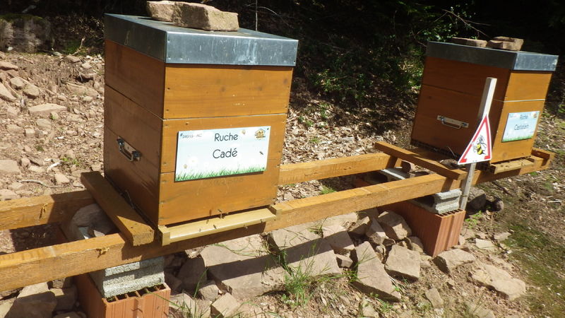 La ruche Cadé