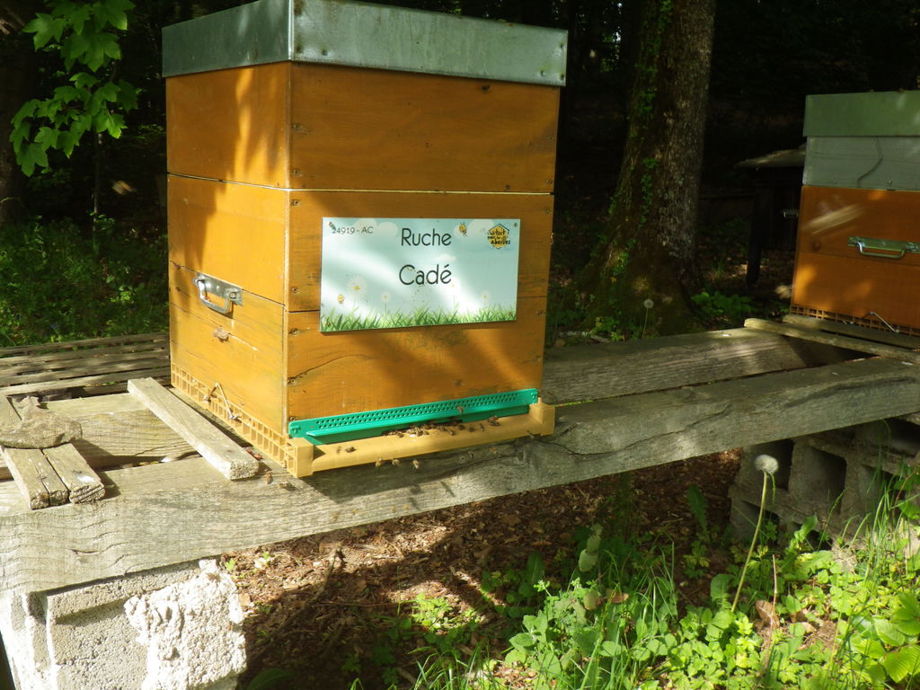 La ruche Cadé