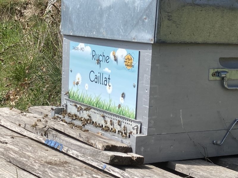 La ruche Caillat
