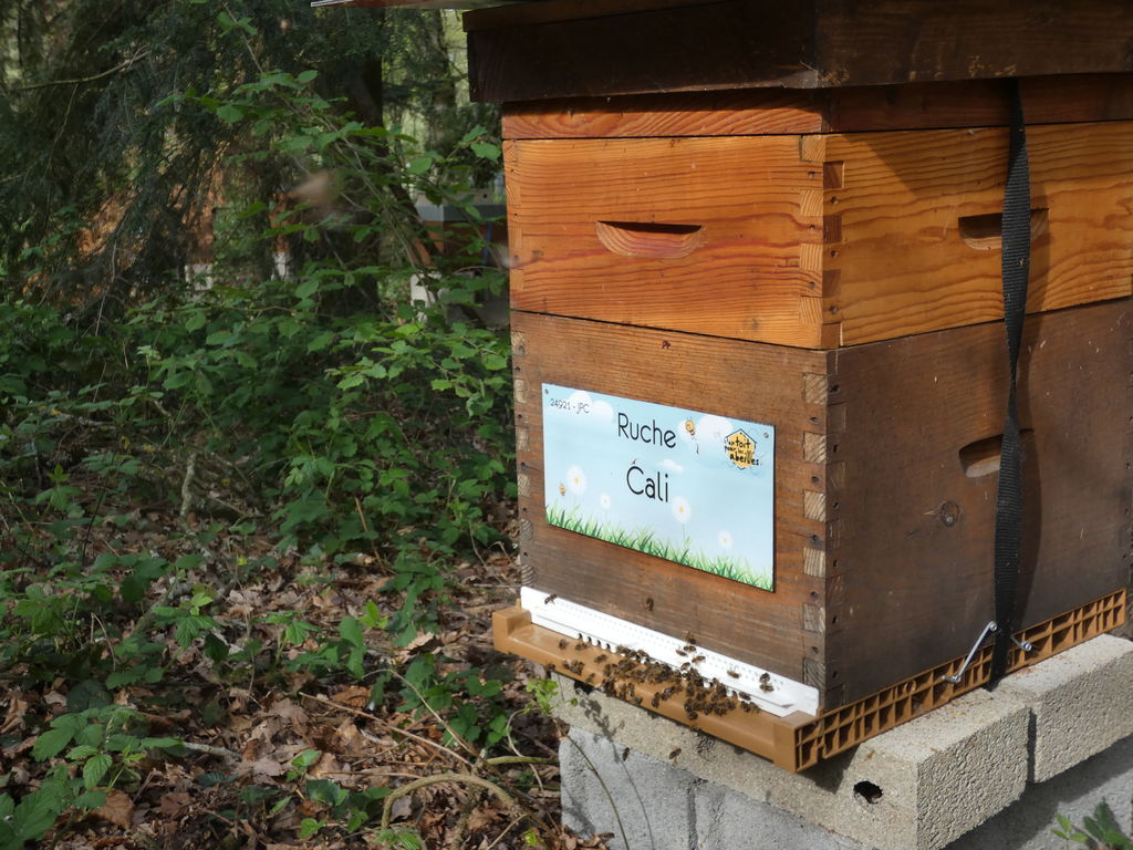 La ruche Cali