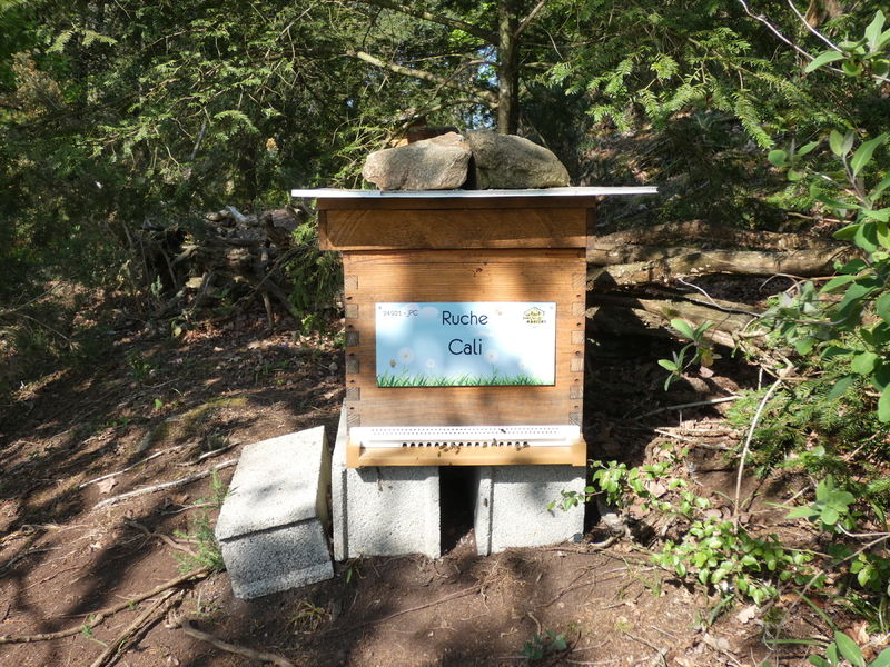 La ruche Cali