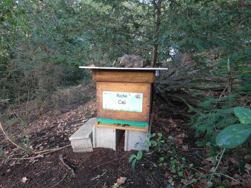 La ruche Cali
