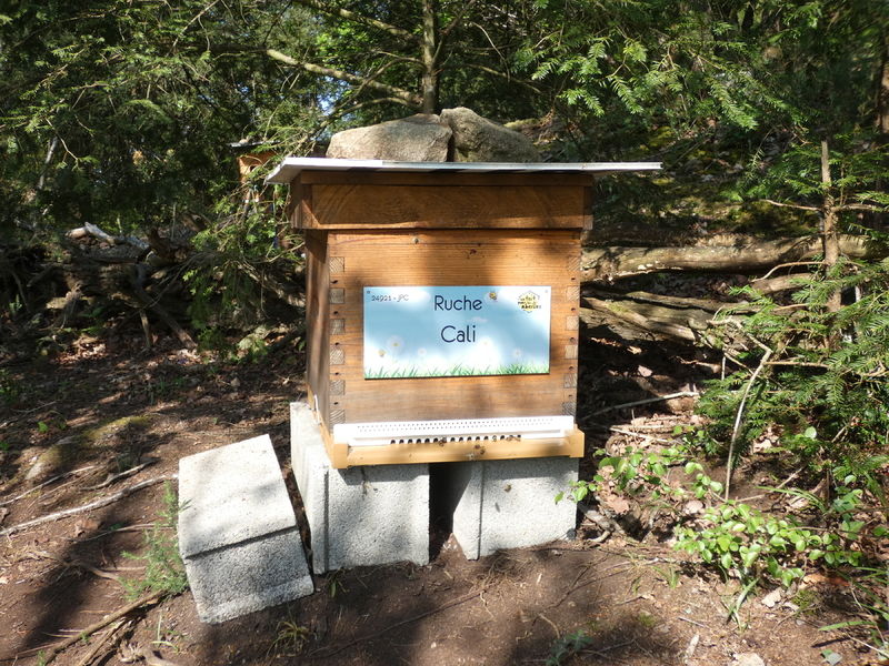 La ruche Cali