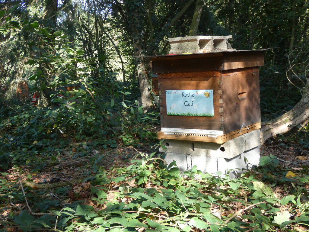 La ruche Cali