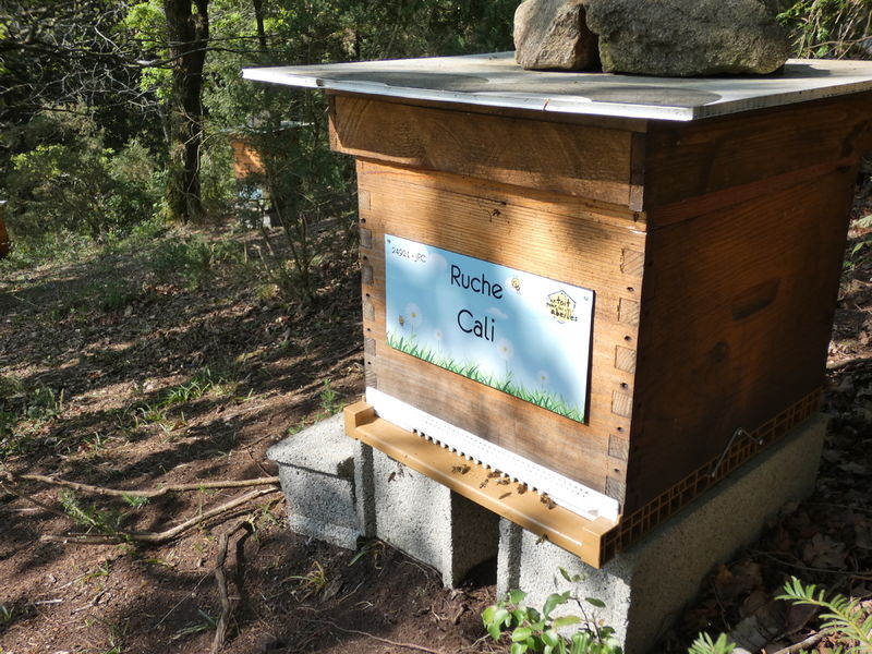 La ruche Cali