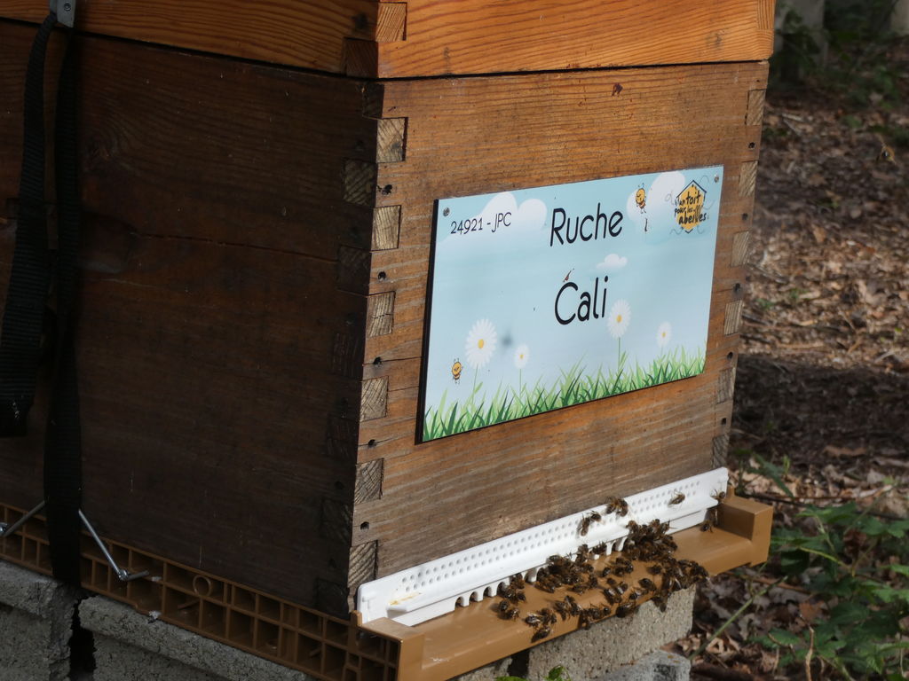 La ruche Cali
