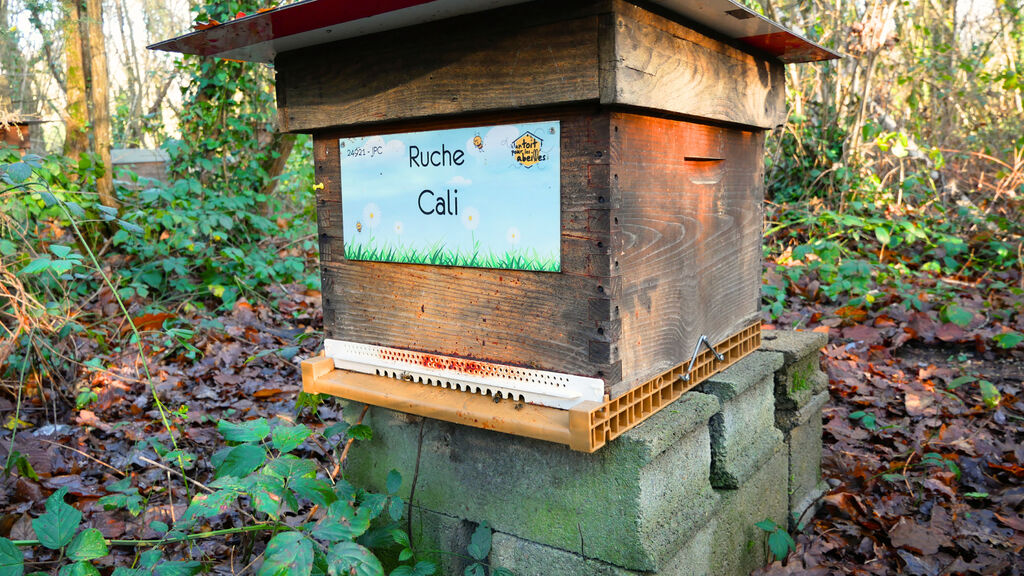 La ruche Cali
