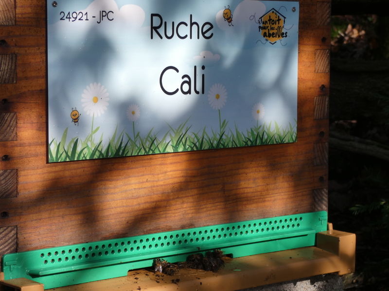 La ruche Cali