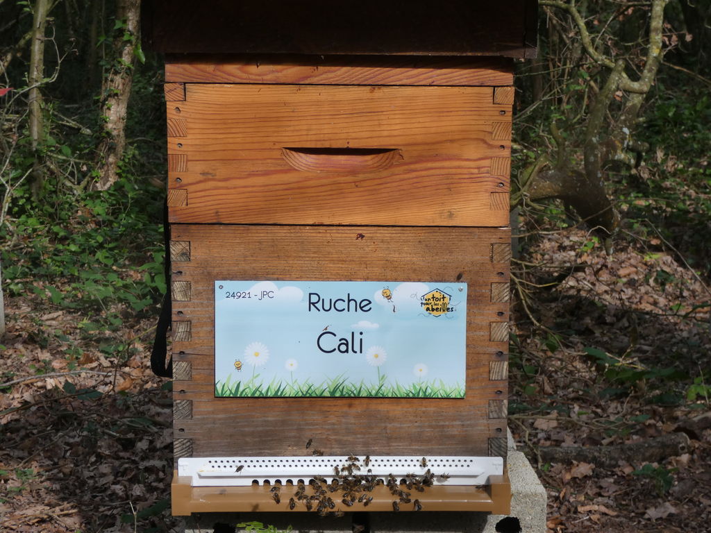 La ruche Cali