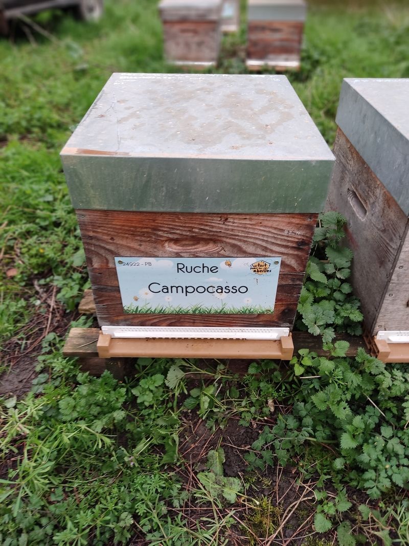 La ruche Campocasso
