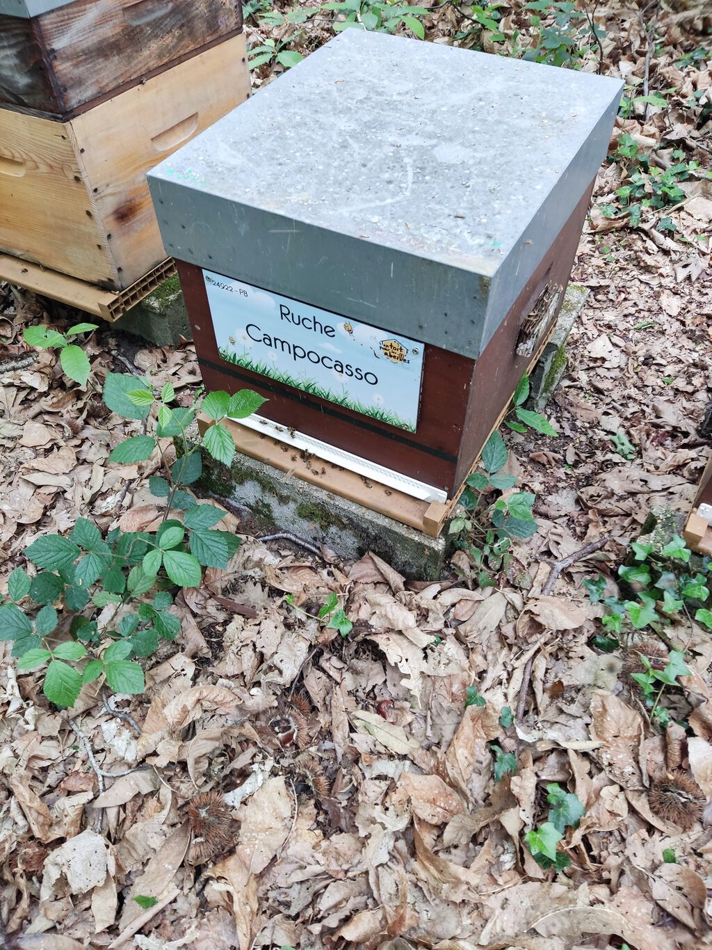 La ruche Campocasso