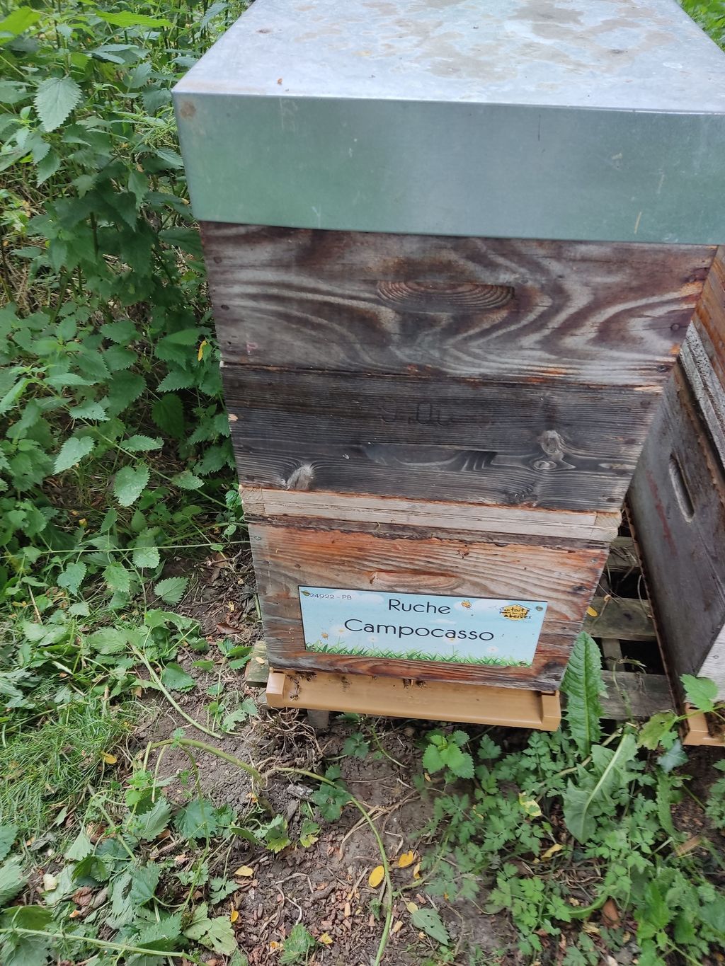 La ruche Campocasso
