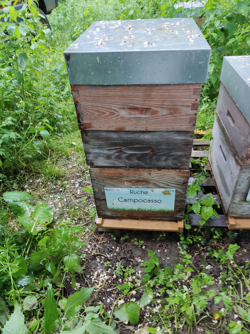 La ruche Campocasso