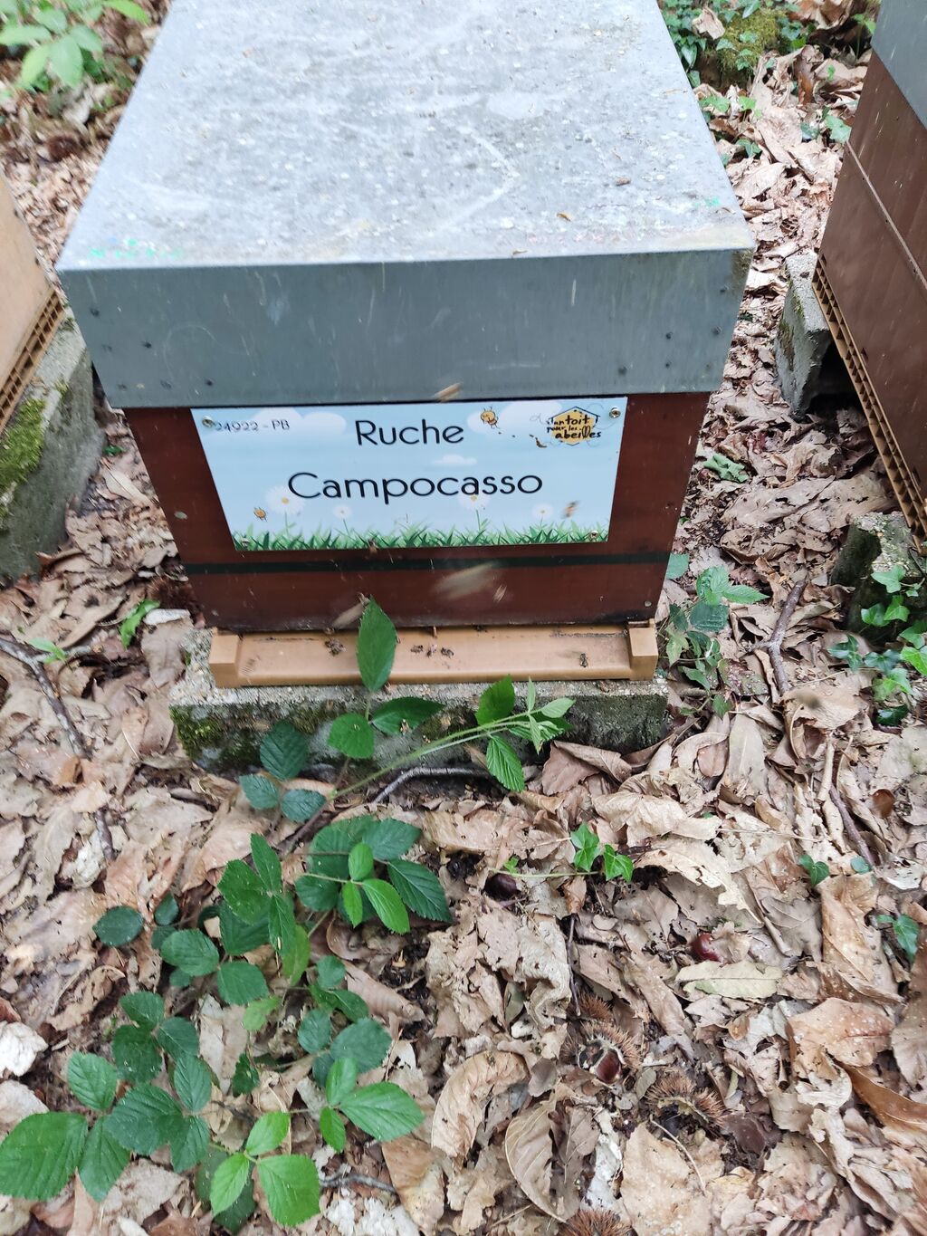 La ruche Campocasso
