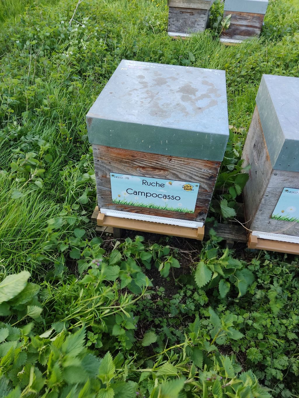 La ruche Campocasso