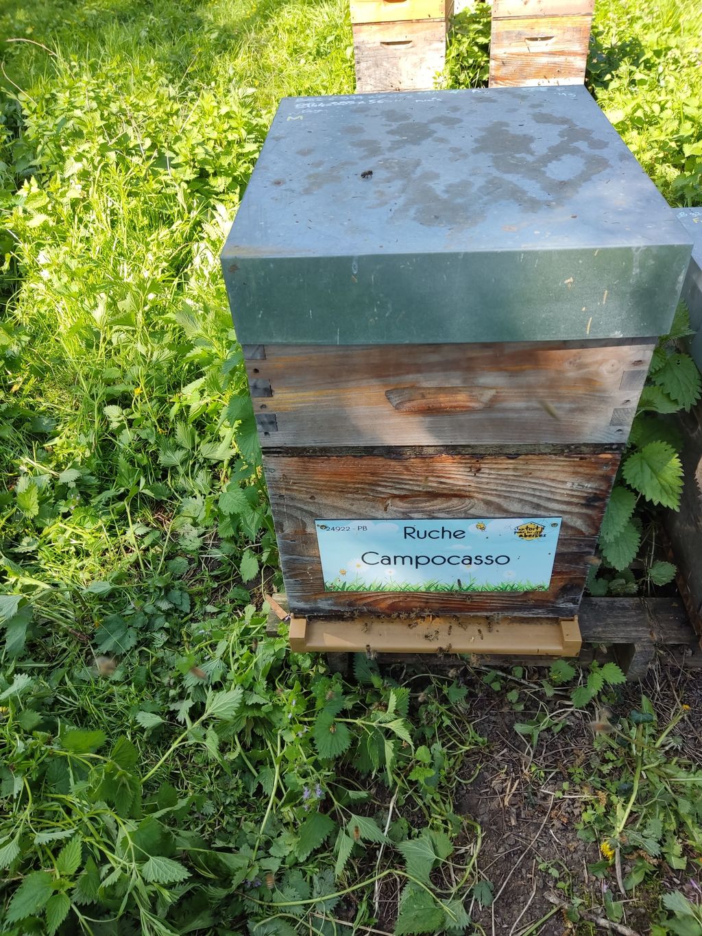 La ruche Campocasso