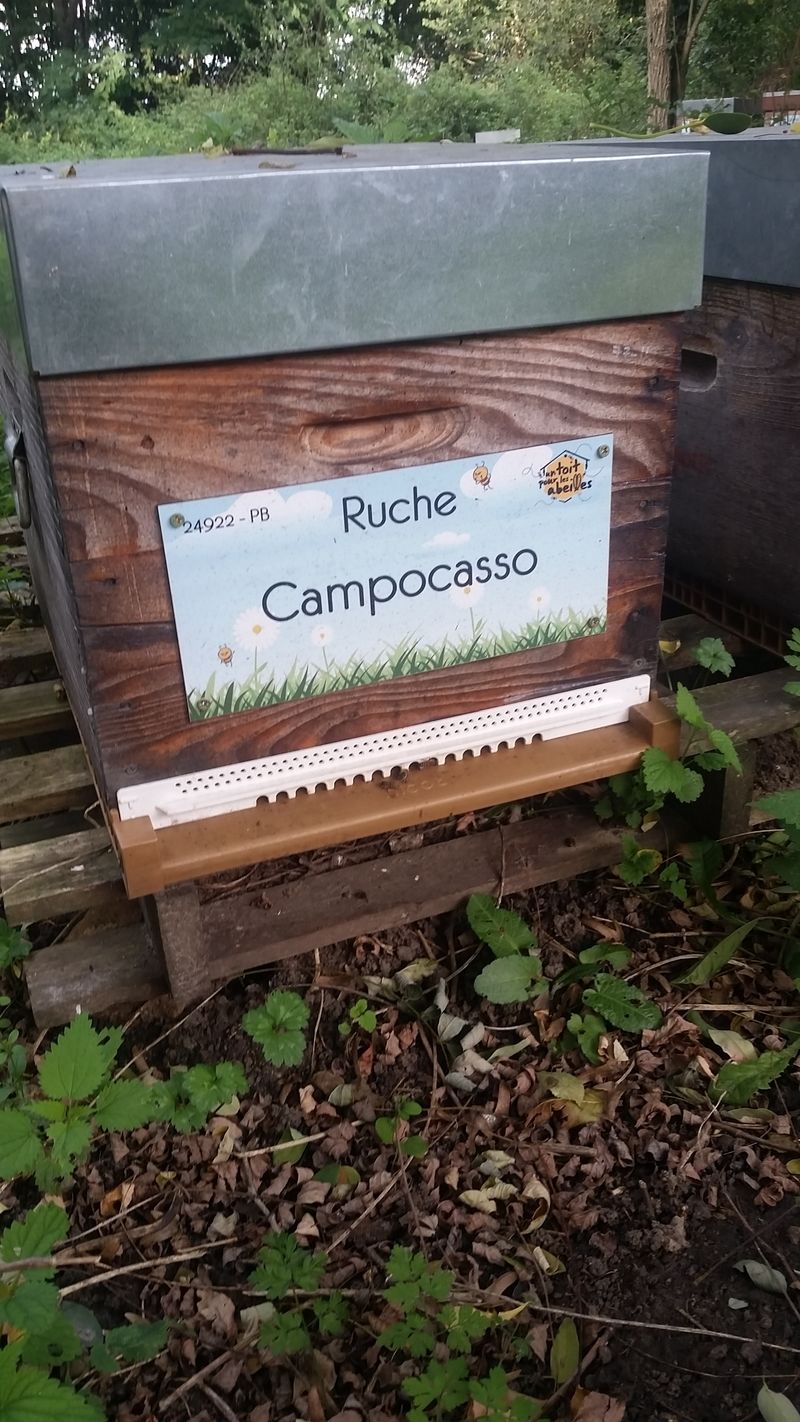 La ruche Campocasso